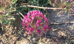 Pelargonium incrassatum