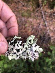 Hypogymnia rugosa