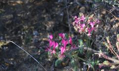 Pelargonium incrassatum