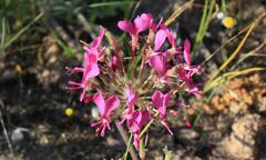 Pelargonium incrassatum