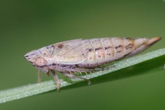 Doratura