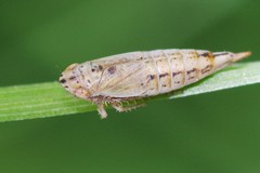 Doratura