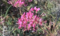 Pelargonium incrassatum