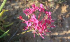 Pelargonium incrassatum