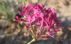 Pelargonium incrassatum