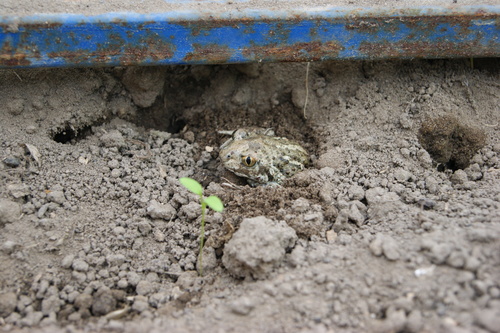Pallas' Spadefoot, Костенево, Нижегородская обл., Россия, 606422, photo 8 of 10