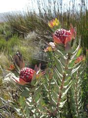 Leucadendron barkerae
