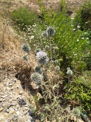 Echinops spinosissimus bithynicus
