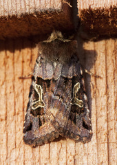Cerastis enigmatica