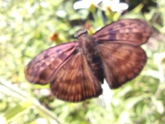 Anastrus sempiternus sempiternus