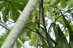 Icterus auricapillus