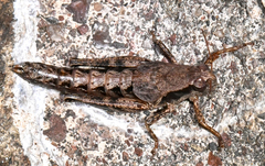 Melanoplus tribulus