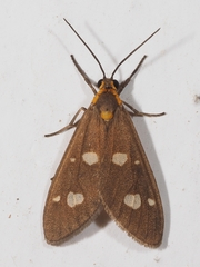 Dysauxes famula