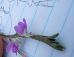 Justicia divaricata
