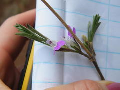 Justicia divaricata