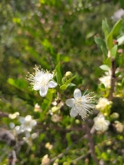 Myrtus communis