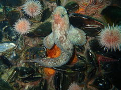 Parablennius cornutus