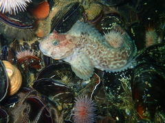 Parablennius cornutus