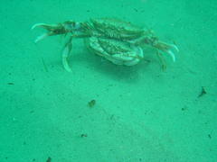 Ovalipes trimaculatus