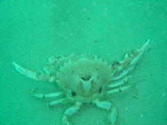 Ovalipes trimaculatus