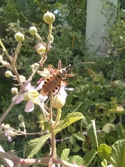 Rhynocoris punctiventris
