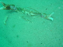 Ovalipes trimaculatus