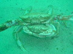 Ovalipes trimaculatus