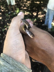 Leptodeira splendida