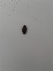 Cimex lectularius