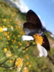 Anastrus sempiternus sempiternus