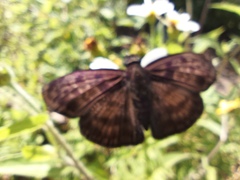 Anastrus sempiternus sempiternus