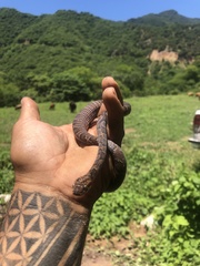 Leptodeira splendida