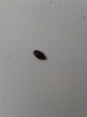 Cimex lectularius