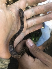 Leptodeira splendida