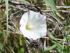Calystegia occidentalis
