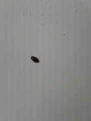 Cimex lectularius