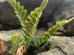 Polypodium amorphum