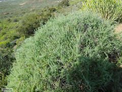 Pentzia