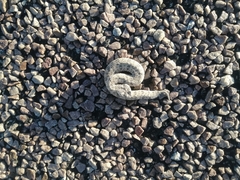 Bitis schneideri