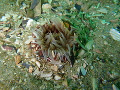 Anthopleura michaelseni