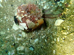 Anthopleura michaelseni