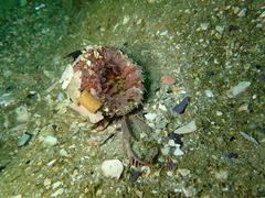 Anthopleura michaelseni