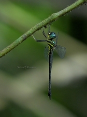 Idionyx gomantakensis