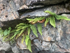 Polypodium amorphum