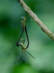 Idionyx gomantakensis