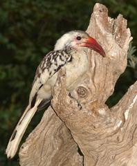 Tockus damarensis