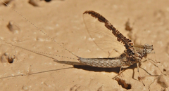 Callibaetis fluctuans