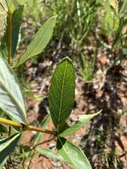 Fadogia homblei