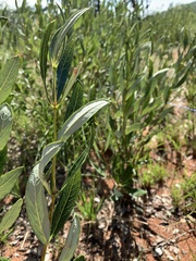 Fadogia homblei