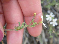 Jamesbrittenia tysonii